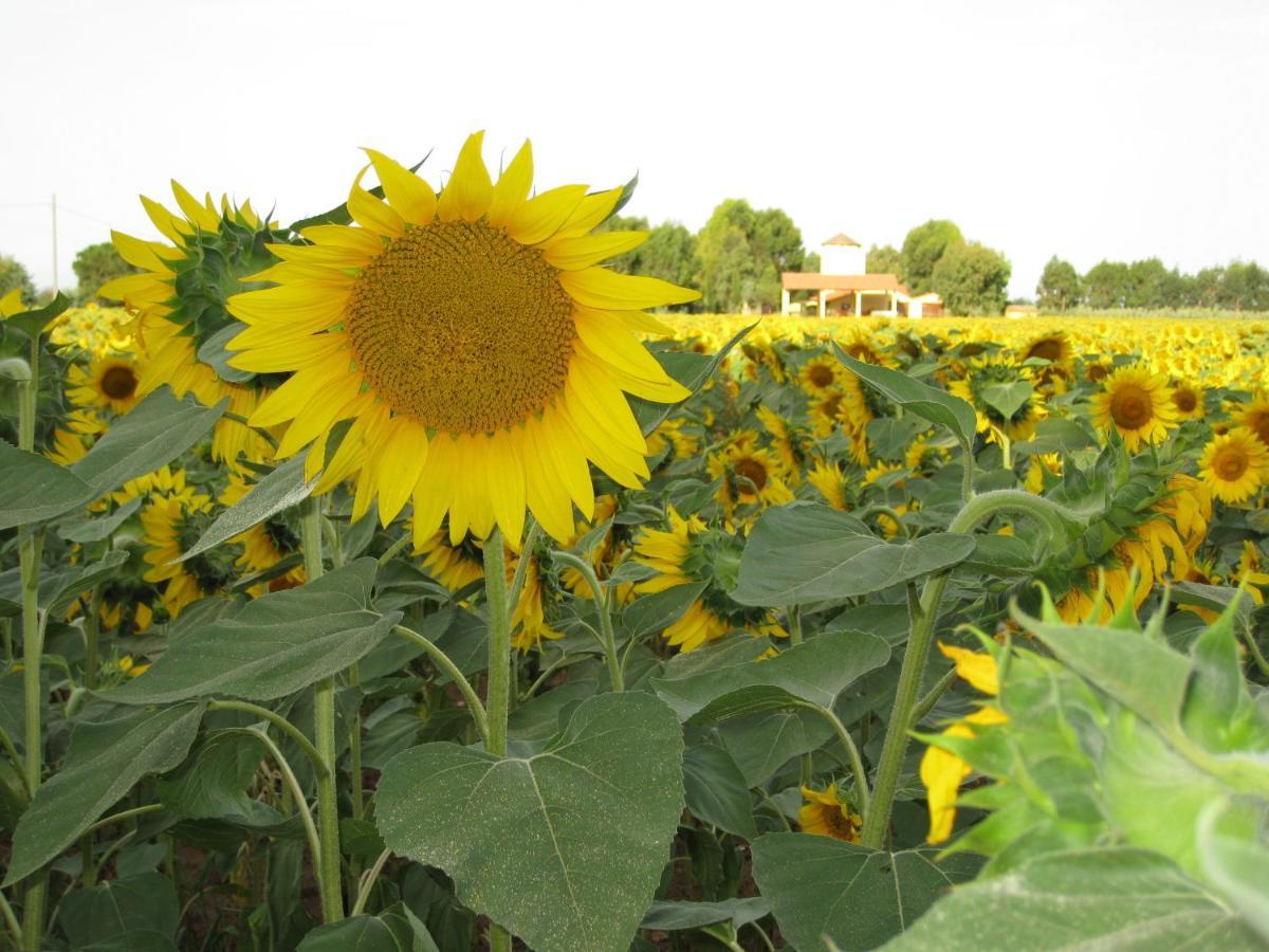 Agriturismo Le Pescine فادا المظهر الخارجي الصورة